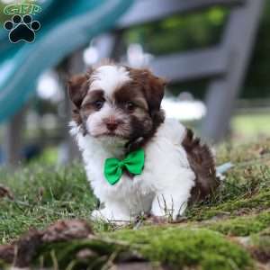 Alex, Havanese Puppy